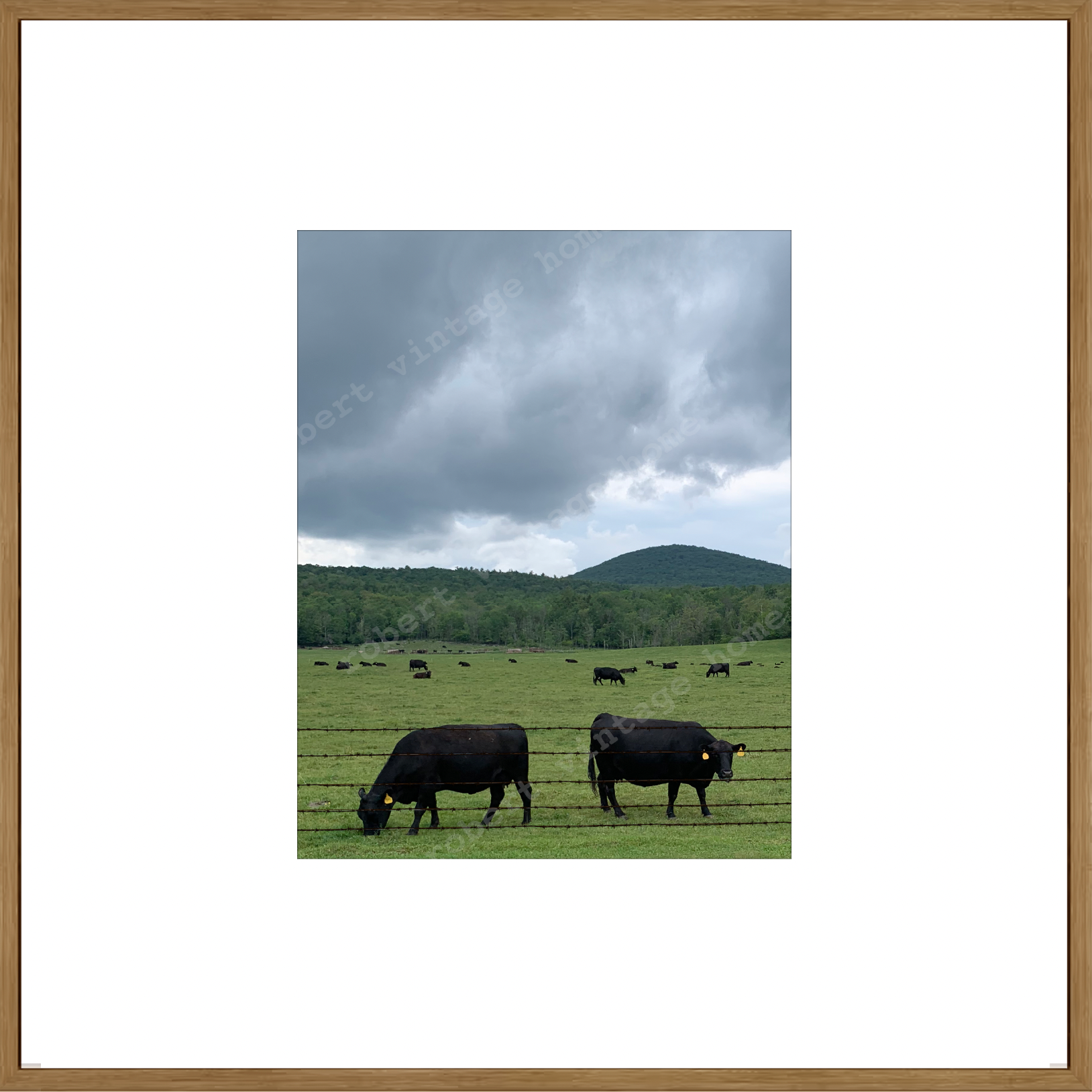 The Cows I