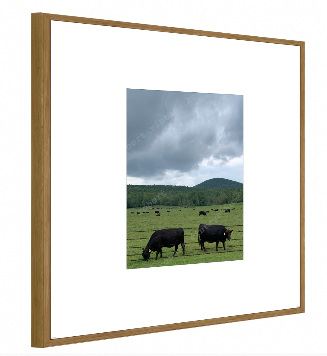 The Cows I